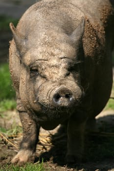These pigs are mainly kept as pets in Vietnam
