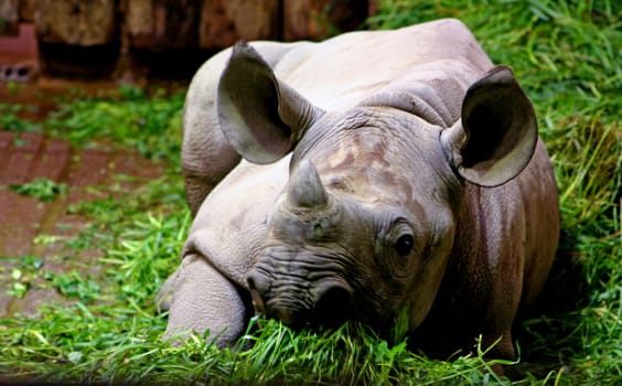 Baby rhinoceros
