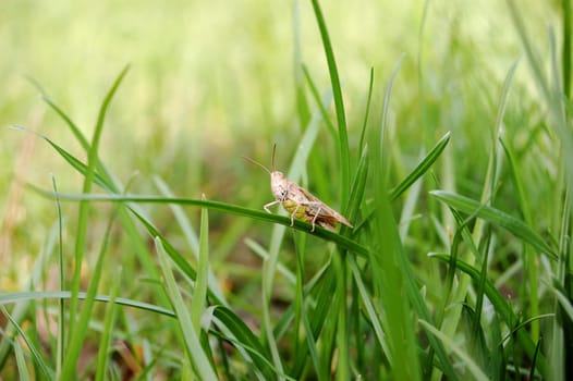 Locusts sunbathing