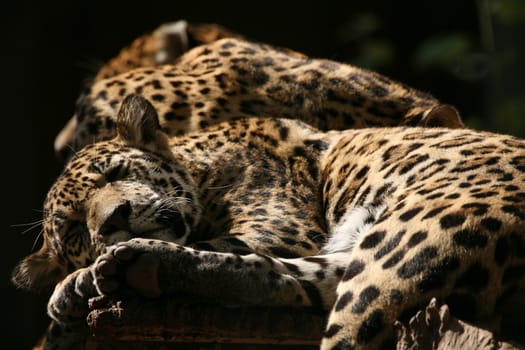 Sleek,beautiful big cats