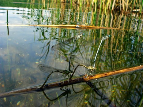 Dragonfly Wedding