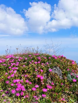 Capo Testa,near Santa di Gallura,red ice plant,ice flowers,carpobrotus
