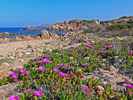 Costa Smeralda,Red Ice Plant,Ice Flowers,Carpobrotus