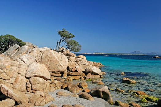 Costa Smeralda, Baum auf Fels