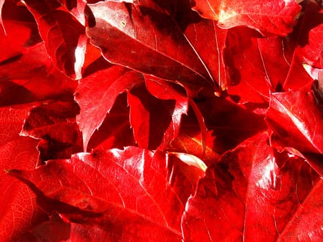 Foliage