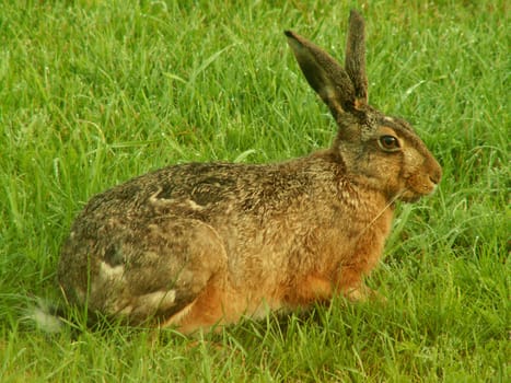 Brown hare