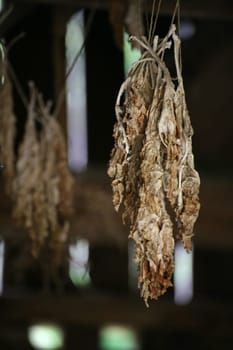 Tobacco leaves hung to dry
