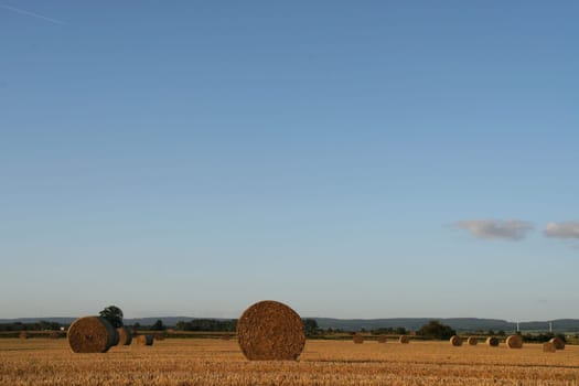 Harvest time...