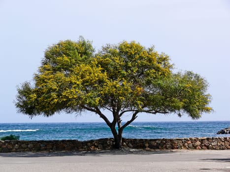 San Teodoro,Gallura,Acacia,Acacia