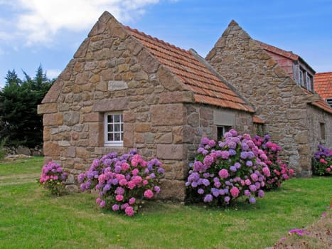 House near Tregastel with hydrangeas,hydrangea