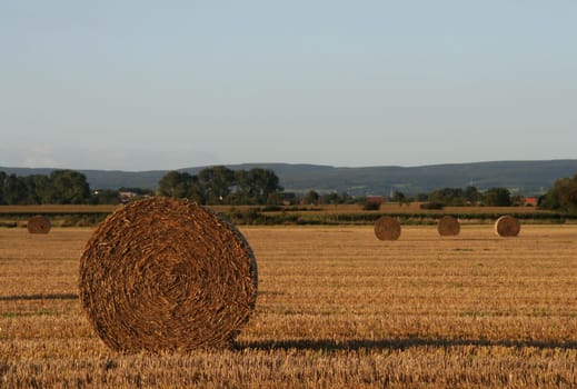 Harvest time...