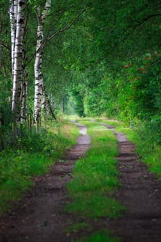 Lüneburg Heath,Lower Saxony