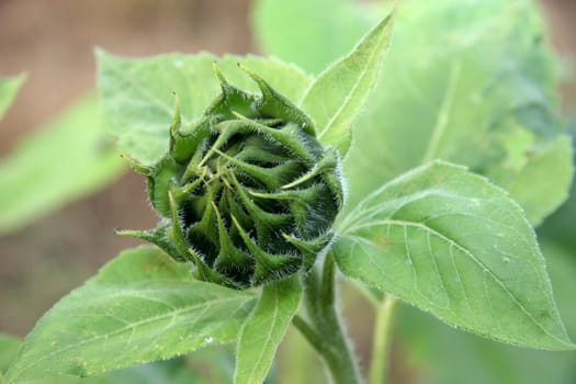 green sunflower