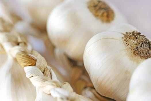 Garlic