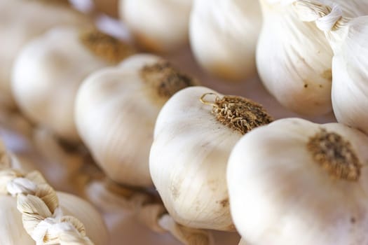 Garlic
