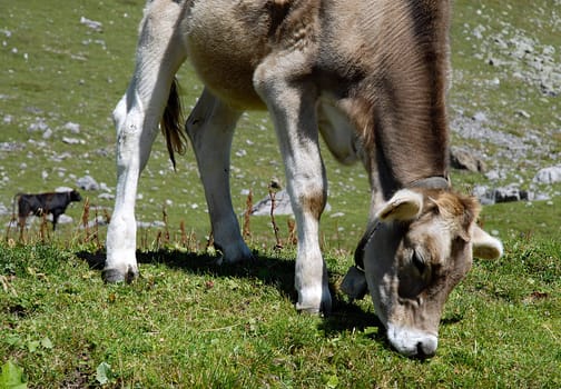 Calves