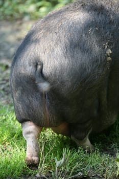 These pigs are mainly kept as pets in Vietnam