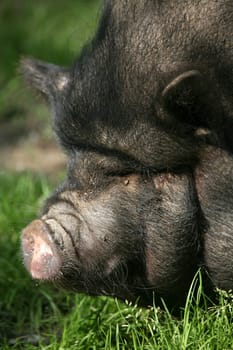 These pigs are mainly kept as pets in Vietnam