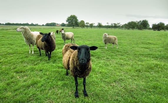 Baa
