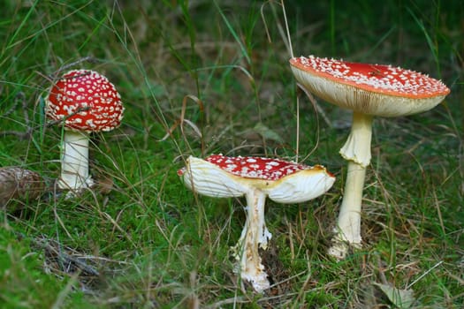 Toadstools