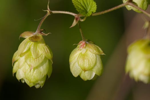 Hops in a natural habitat