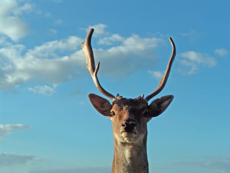 Fallow deer
