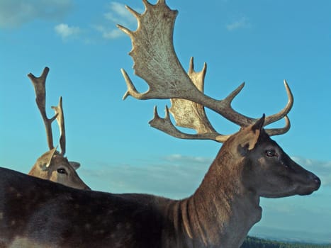 Fallow deer
