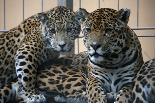 Sleek,beautiful big cats