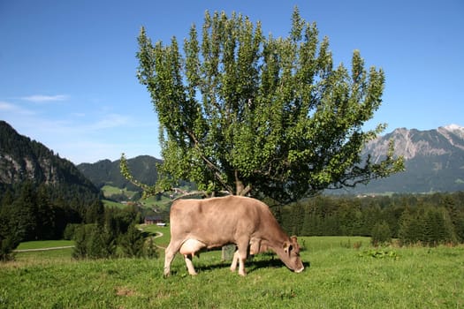 On the alpine pasture...