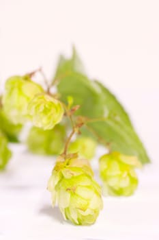 Hops on a white background