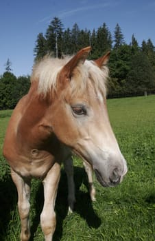 Haflinger foal