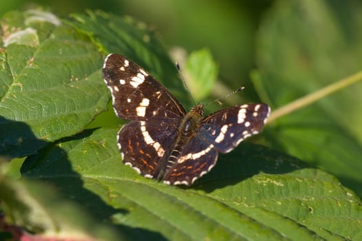 Landkärtchen Sommerform
