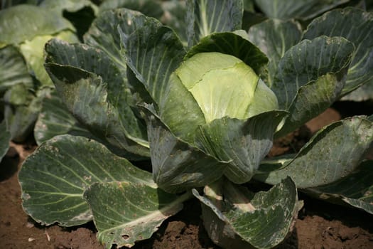 Heads of cabbage in a vegetable garden