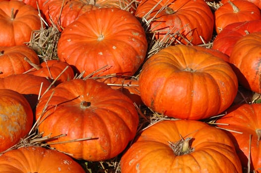 Pumpkin 2