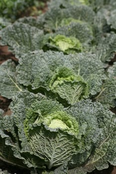 Heads of cabbage in a vegetable garden