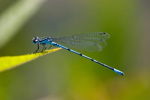 Small pitch dragonfly