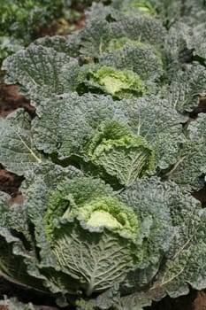 Heads of cabbage in a vegetable garden