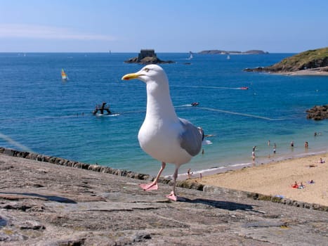 St-Malo,Seagull