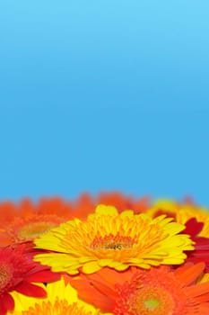Flower greeting