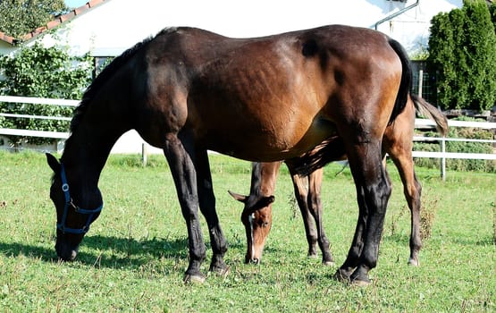 Mother mare with foal