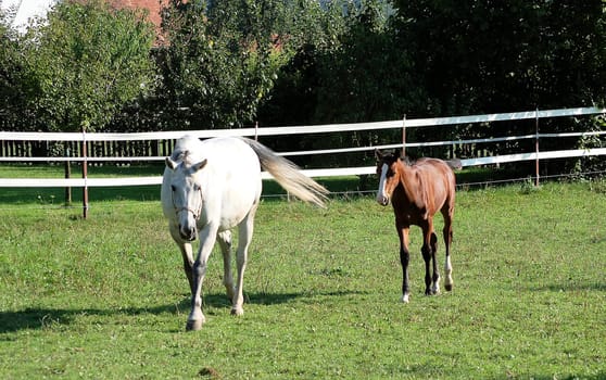Dam mare with foal 2