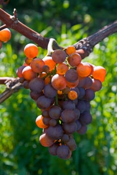 Grape