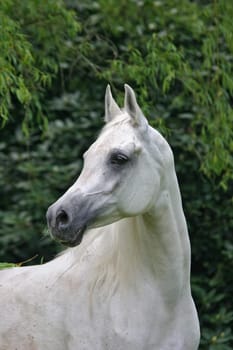 Noble