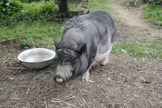 Fat sow