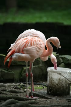 Flamingos drinking from a bucket