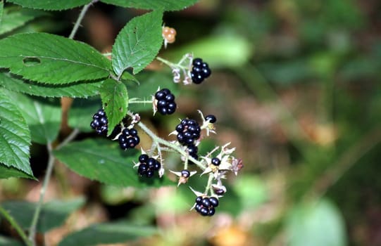 Blackberries