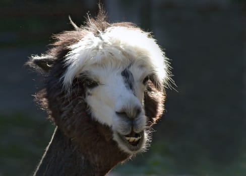 Trend hairstyle: autumn 2006 :-)))  As with all camels,the physique of alpacas is characterized by relatively elongated,slender legs,a long,thin neck and a small head,like all New World camels,they do not have a hump. They are