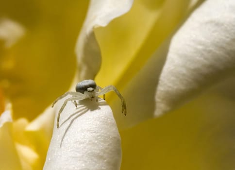 Actually,it's not a macro anymore. The ugly part was just about 2-3 mm in size. Recorded with the 90s Tamronmacro + 1.4x Kenko converter
