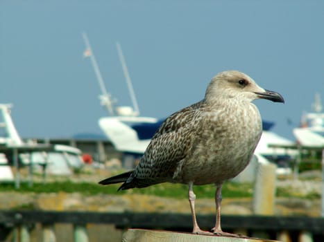 Harbor Gull