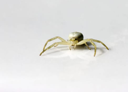 Spider II